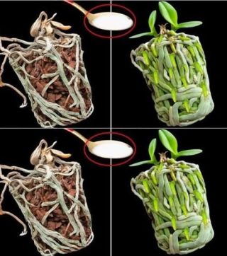 Wystarczy łyżka, a wysuszona orchidea wypełni doniczkę nowymi, zielonymi korzeniami:Wystarczy łyżka, a wysuszona orchidea wypełni doniczkę nowymi, zielonymi korzeniami: