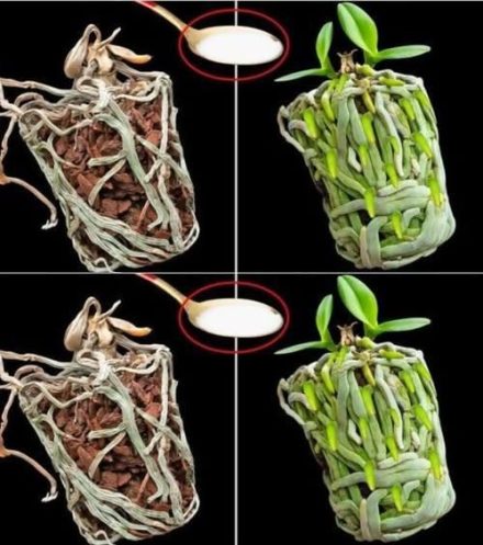 Wystarczy łyżka, a wysuszona orchidea wypełni doniczkę nowymi, zielonymi korzeniami:Wystarczy łyżka, a wysuszona orchidea wypełni doniczkę nowymi, zielonymi korzeniami: