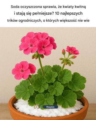 Soda oczyszczona sprawia, że kwiaty kwitną bujniej i obficiej?