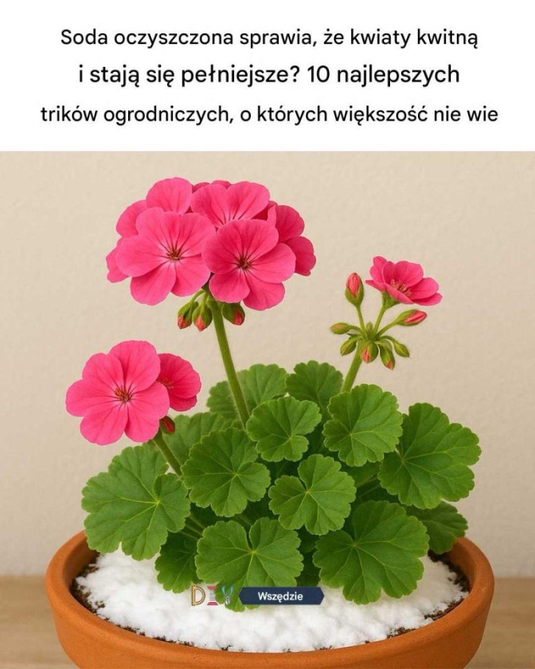 Soda oczyszczona sprawia, że kwiaty kwitną bujniej i obficiej?