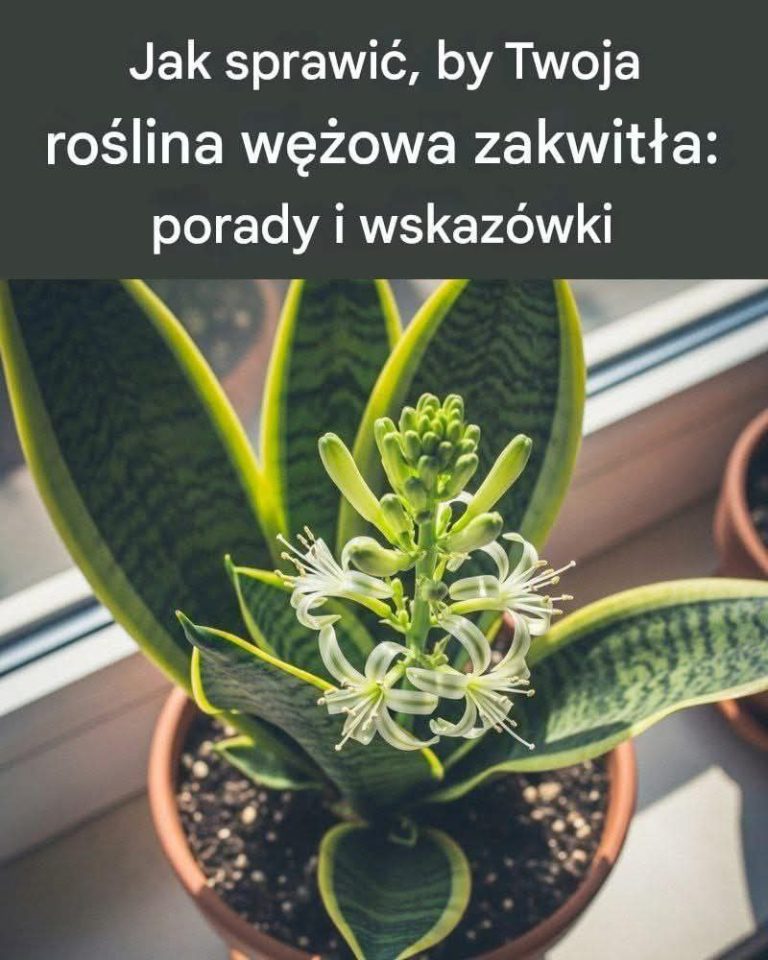 Jak sprawić, by Twoja roślina wężowa zakwitła: porady i wskazówki