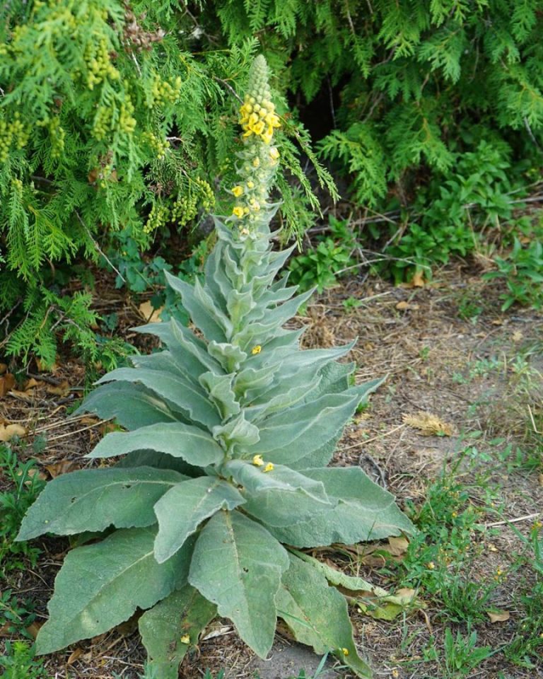 Natknij się na tę roślinę, a trafisz na złoto. Większość ludzi przechodzi obok niej nie mając pojęcia