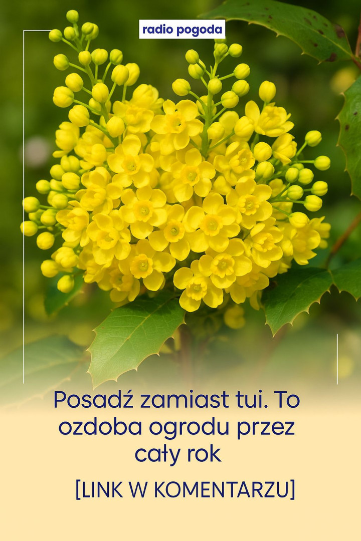 Mahonia pospolita – piękna i pożyteczna alternatywa dla tui w ogrodzie