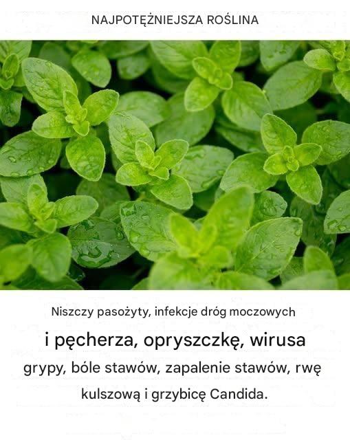 Jest to jedna z najpotężniejszych roślin na świecie.Jest to jedna z najpotężniejszych roślin na świecie.