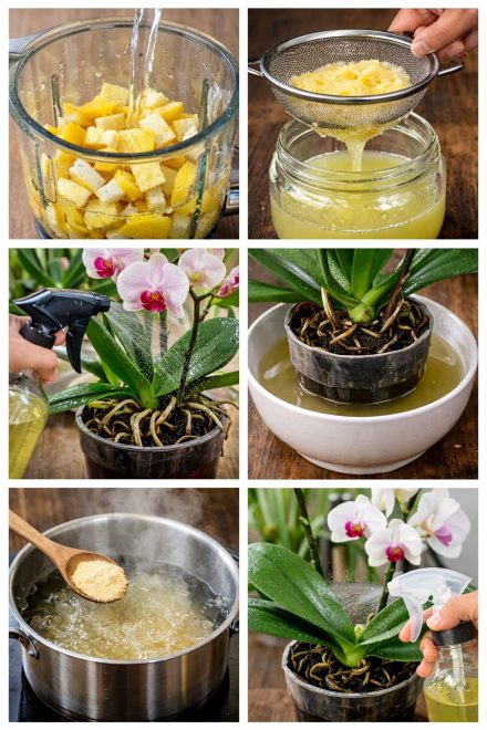 Jeśli tylko będzie cytryna, orchidea natychmiast wypuści mnóstwo pąków i będzie kwitnąć wiecznie