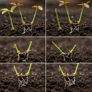 Jak skutecznie rozmnażać róże